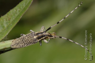 Agapanthia dahli