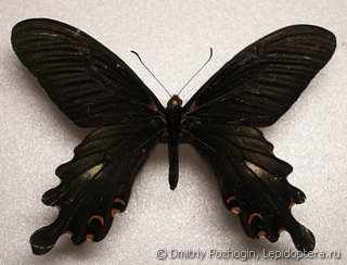 Самец  Papilio bootes