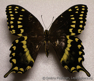 Самец  Papilio palamedes