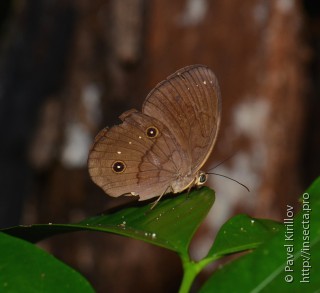 Faunis gracilis