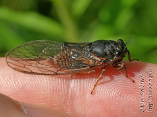 Cicadetta montana