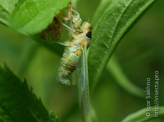 Имаго  Cicadetta montana
