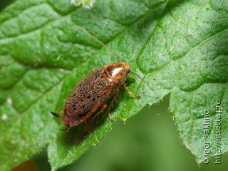 Ectobius lapponicus