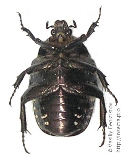 Protaetia karelini