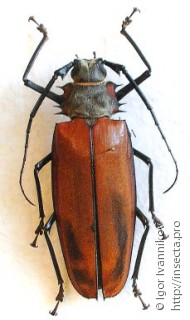 Самка  Enoplocerus armillatus