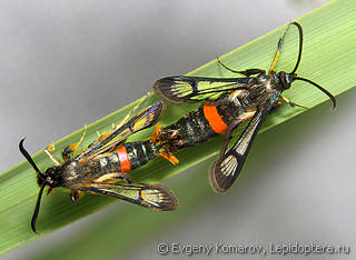 Самец и самка  Synanthedon uralensis