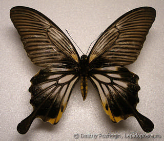 Самка  Papilio deiphobus