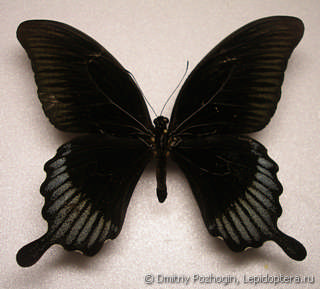 Самец  Papilio ascalaphus