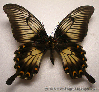Самка  Papilio ascalaphus