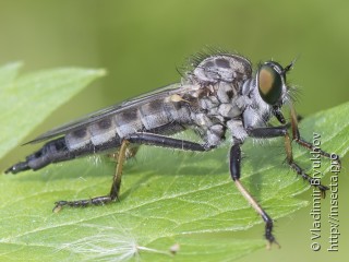 Neoitamus cyanurus