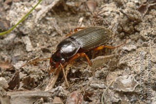 Harpalus rufipes