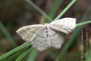 Scopula ternata