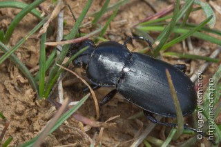 Poecilus anodon