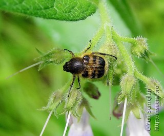 Lasiotrichius succinctus