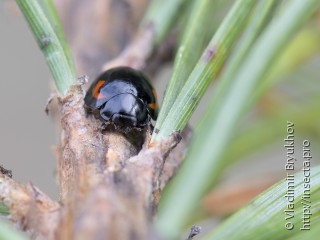 Exochomus quadripustulatus