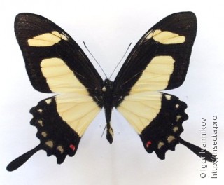Самец  Papilio torquatus