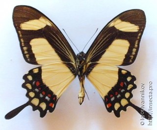 Самец  Papilio torquatus
