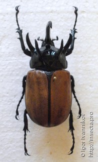 Eupatorus gracillicornis