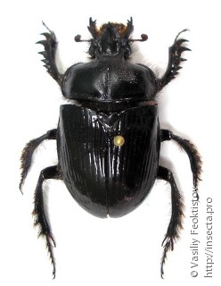 Ceratophyus polyceros