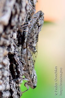 Самец и самка  Cicada mordoganensis