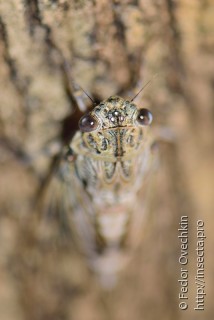 Имаго  Cicada mordoganensis
