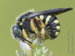Megachilidae