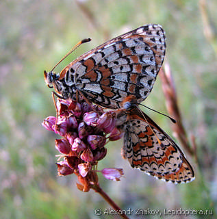 Melitaea interrupta