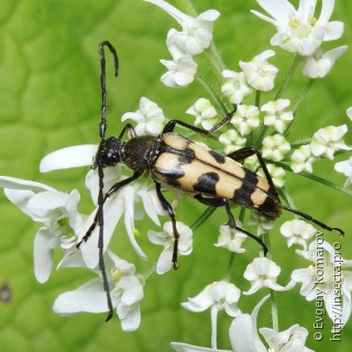 Самка  Rutpela maculata