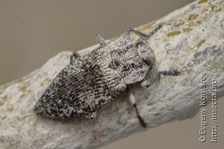 Poecilonota variolosa