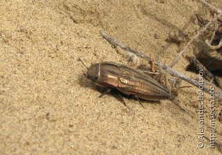 Sphenoptera cuprina