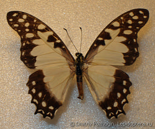 Graphium angolanus