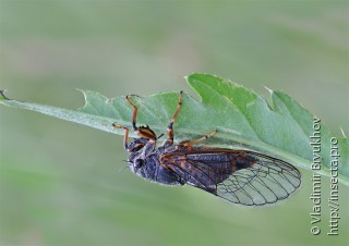 Cicadetta montana