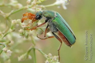 Cerocoma schreberi