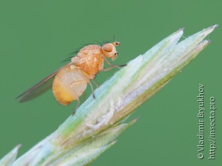 Имаго  Meiosimyza subfasciata