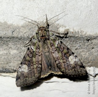 Anaplectoides prasina