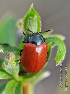 Chrysomela saliceti