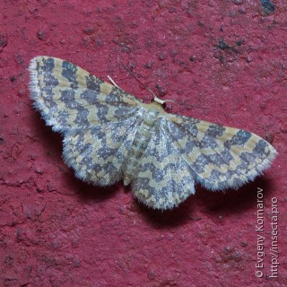 Idaea auricruda