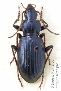 Pseudotaphoxenus parvulus