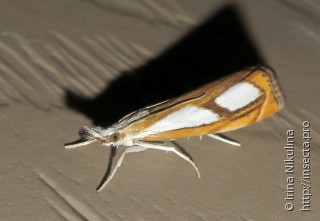 Catoptria pinella