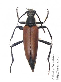 Самка  Lepturalia nigripes