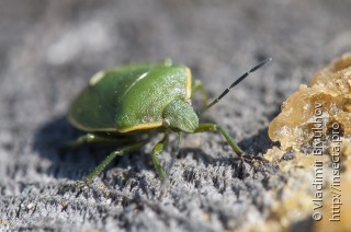 Chlorochroa juniperina