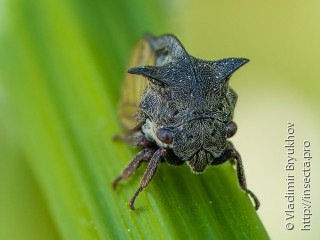 Centrotus cornutus