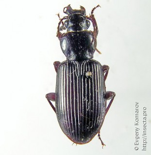 Pterostichus planicola