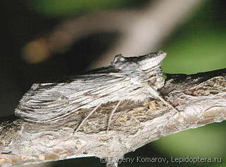 Cucullia naruenensis