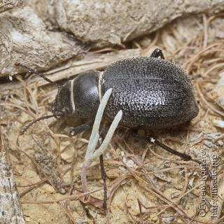 Pimelia cephalotes