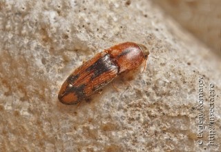 Aeolosomus rossii