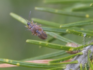 Самец и самка  (Galerucella lineola)