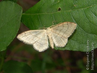 Idaea aversata