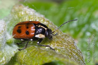 Cryptocephalus octopunctatus