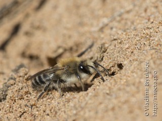 Colletes cunicularius